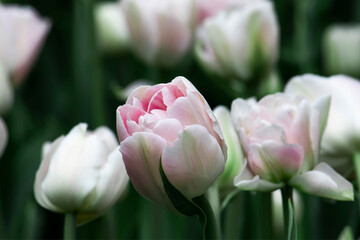 Pale pink terry tulips Foxtrot