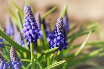 Grape hyacinth Muscari armeniacum or mouse hyacinth close-up in the garden. Delicate blue spring flowers in bright sunlight. Atmospheric light spring background. Growing decorative flowers. Soft Focus