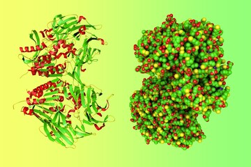 Crystal structure and space-filling molecular model of human dipeptidyl peptidase-4, a member of the prolyl oligopeptidase family that has been implicated in several diseases. 3d illustration