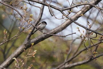 long tailed tit on the branch