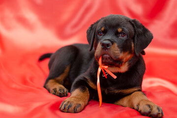Rottweiler puppy on a red background.