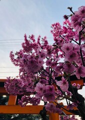 鳥居と桜