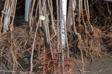 Saplings of fruit trees with soil covered roots.