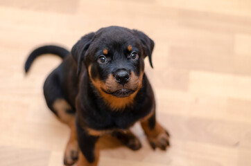 Rottweiler puppy sits on a beige floor and looks at the camera.
