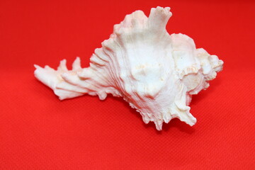 ocean shell on a red background