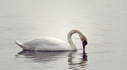Swan floating on water portrait