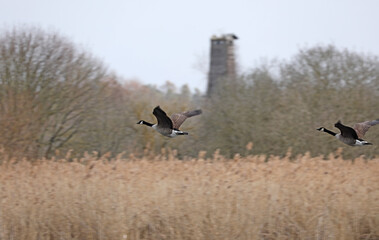 Goose flying against a blue sky

