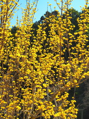 春の里山に咲く山茱萸