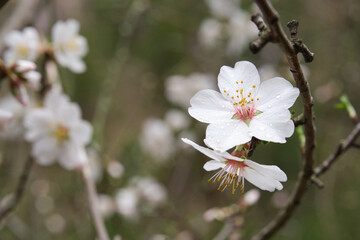 Almond tree flower close-up. Water drops on petals.