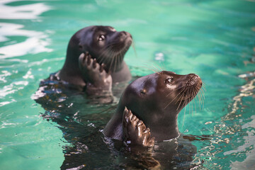 Baikal seal or Nerpa endemic of lake Baikal looking at the camera with huge clever eyes