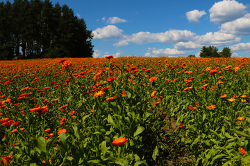 Blooming field of calendula on a sunny summer day.