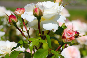 Young blooming rose buds in the park.