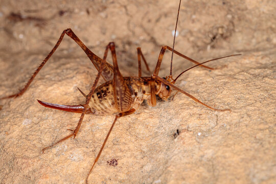 Cave Cricket, Kosciusko NP, NSW, March 2021