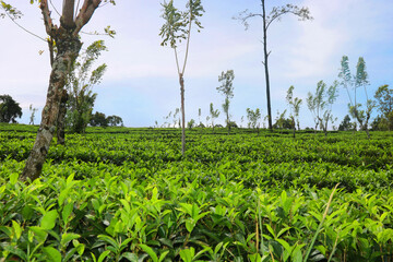 beautiful green tea field image