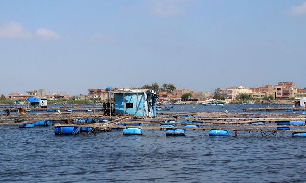 Basic Fish Farm In The Nile River In Rashid In Egypt