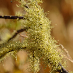 Lichen on a branch, Kosciusko NP, NSW, March 2021
