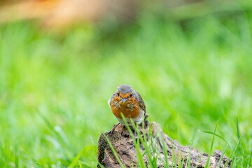 Close-up portrait of an European robin on a wood trunk in a forest during summer. Natural background