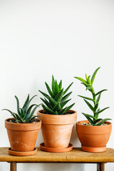 Different types of Aloe Home plant Succulent on wooden table on white wall background