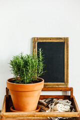 Rosemary bush in wooden box on Vintage black chalk board background