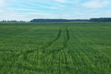 View of a young green wheat field in the countryside.