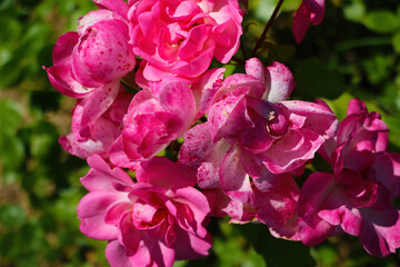 Fototapeta premium Fragrant blooming roses on a sunny day.