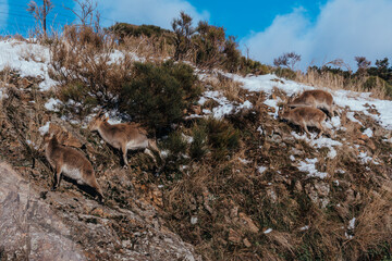 Cabras montesas en la naturaleza