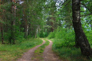 Fototapeta na wymiar Small forest scenic road on a spring day.
