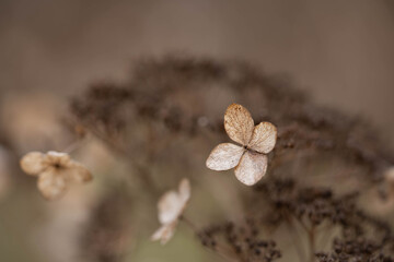 dry and delicate hydrangea flowers, selective focus