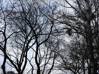 silhouette of a tree
