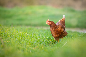 Gallina comiendo hierba en un prado verde al atardecer