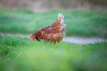 Gallina comiendo hierba en un prado verde al atardecer