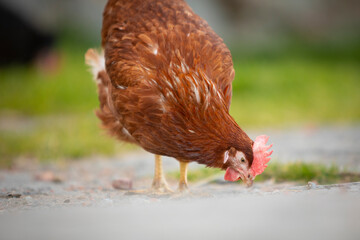 Gallina picoteando en el suelo