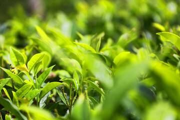 close up image of green tea leaves 