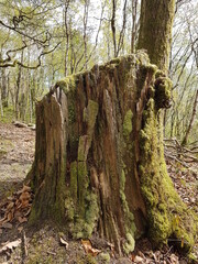 tree trunk with moss