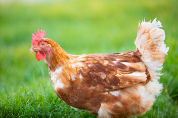 Gallina comiendo hierba en un prado verde al atardecer