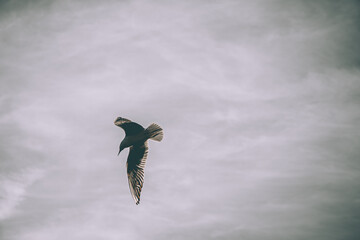 bird flies in the air