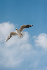 A beautiful white lone seagull flies against the blue sky, soaring above the clouds on a sunny day. Photo of a bird.