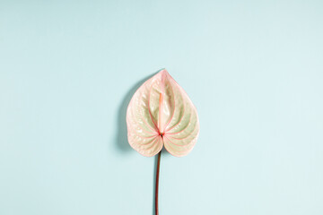 Anthurium flower. Beautiful white anthurium flower isolated on pale pastel blue background. Floral background. Flat lay, top view, copy space