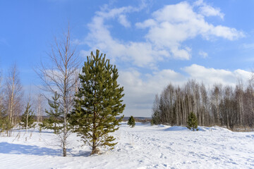 Winter forest landscape with blue cloudy skies, evergreen pines, birches and pure white snow. A bright photo on a cold jingle day in January. Clean air, peace and quiet. Middle Ural (Russia) 
