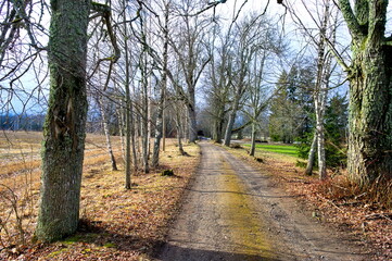 road through a tree alley