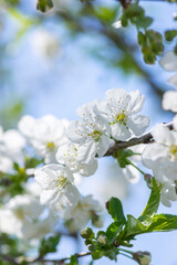 Prunus cerasus flowering tree flowers, group of beautiful white petals tart dwarf cherry flowers in bloom