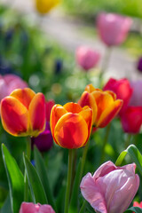 Amazing garden field with tulips of various bright rainbow color petals, beautiful bouquet of colors in sunlight daylight