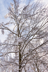 Fototapeta na wymiar arbre couvert de neige