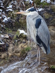 a heron in the river