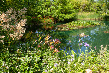 Aménagement d'une zone humide dans un jardin - étang avec des nénuphars, lis d'eau, roseaux et...