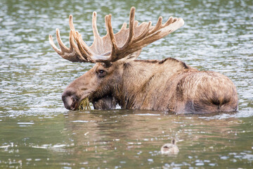 Side view of huge moose with huge antlers, standing in the water and eating and chewing grass, Alaska