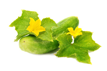 Whole green fresh cucumber with leaves and yellow flowers isolated on white