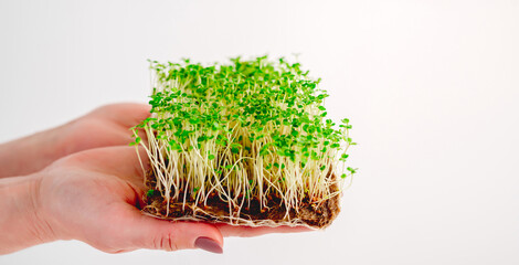 Organic microgreen growings