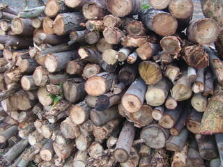 stack of firewood