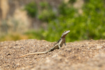 Naklejka na ściany i meble Lizard with long-tail and head up sunbathing on the rock in a beautiful position, Madagascar